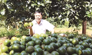 Kỹ thuật trồng cây bơ