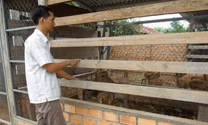 Nhạy bén tìm hướng làm giàu