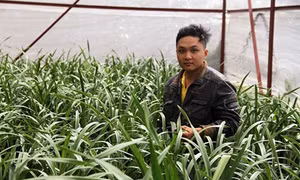 Về quê làm giàu