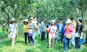 Cần Thơ: Du lịch đường sông gắn với di tích văn hóa- lịch sử