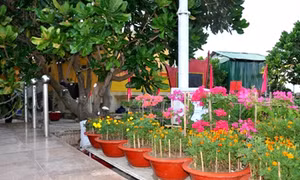 Đảo Sơn Ca có “Vườn hoa Đại tướng”