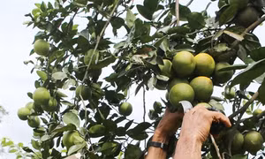 Tác dụng kỳ diệu mới của vỏ cam