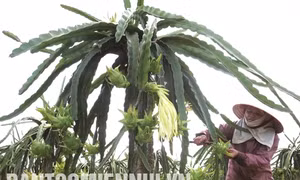 Kỹ thuật trồng thanh long