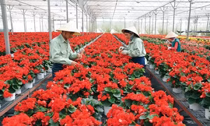 Phát triển nông nghiệp công nghệ cao ở Lâm Đồng