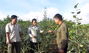 Ch’Ơm cất cánh từ lợi thế địa phương