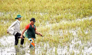 Hậu Giang: Khan hiếm nguồn thủy sản ngoài tự nhiên
