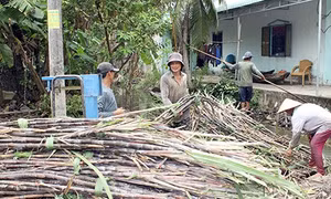 Mừng, lo mùa mía