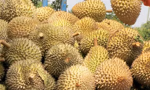 Đắk Nông: Lại chuyện sầu riêng “bẩn”