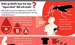 Điều gì khiến bạn trở nên “ngon lành” với muỗi?