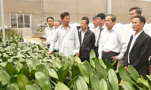 Tu Tra - Đơn Đương: Từ xã nghèo vươn lên làm giàu