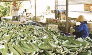 Kỹ thuật trồng cây lô hội