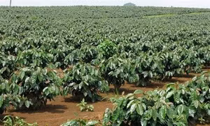 Agribank Gia Lai dành 39 tỷ đồng cho dự án tái canh càphê
