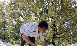 Tạo sầu riêng trái vụ cho hiệu quả kinh tế cao