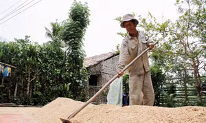 Nâng cao giá trị hạt gạo ở đồng bằng sông Cửu Long