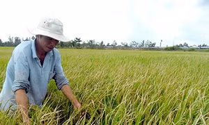 Hậu Giang: Nguy cơ bùng phát bệnh bạc lá trên lúa Thu đông