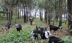 Đắk Nông: Thu nhập ổn định từ nuôi dê