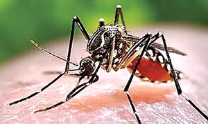 Sốt xuất huyết ở Khánh Hòa tăng cao bất thường
