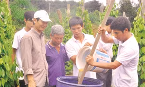 Nông dân Đắk Sin trồng tiêu theo hướng bền vững