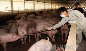 Phát hiện hành vi mới tuồn chất cấm vào chăn nuôi