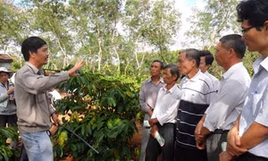 Ứng dụng công nghệ cao "chìa khóa" để ngành cà phê Đắk Lắk phát triển bền vững