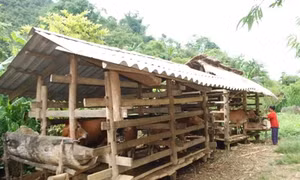 Hồng Việt chuyển dịch cơ cấu cây trồng, vật nuôi