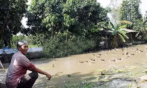 Lợi nhuận cao từ nuôi vịt trời