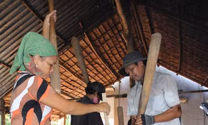 Mùa cốm dẹp ở Sóc Trăng