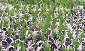Cơ hội làm giàu từ trồng dừa sáp