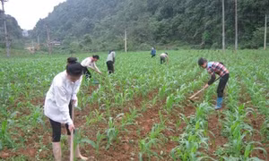 Cao Bằng: Huyện Thạch An nỗ lực giúp dân giảm nghèo