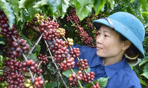 Chị Đinh Thị Mùa “giỏi việc nước, đảm việc nhà”
