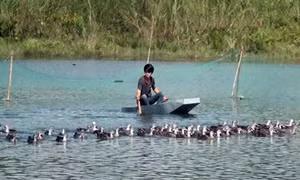 Triển vọng từ mô hình nuôi vịt trời