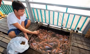 Ngân hàng Chính sách Xã hội Cần Thơ ưu tiên cho vay đối với các hộ mới thoát nghèo