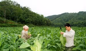 Bước chuyển trong sản xuất hàng hóa nông, lâm nghiệp ở Cao Bằng
