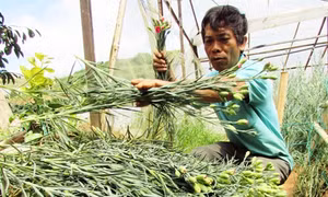 Chuyển đổi trên từng luống đất bậc thang
