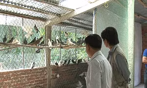 Nuôi bồ câu gà cho thu nhập cao