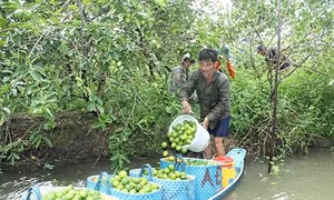 Sức sống mới ở Đông Thạnh