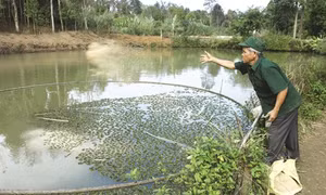 Già làng Hồ Lua làm kinh tế giỏi