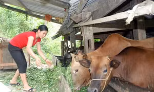 Vĩnh Phong phấn đấu xóa nghèo từ chăn nuôi