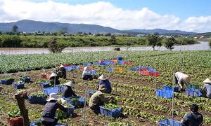 Không còn người Tày nghèo ở Đông Hồ