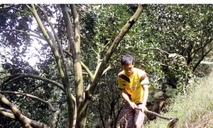 Chàng trai trồng cam đạt giải thưởng Lương Định Của