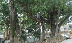Giữ lại cây đa trăm tuổi trên đường Bưởi là hợp lý