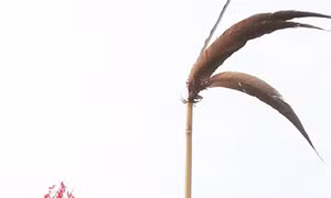 Lễ mừng lúa mới của đồng bào Cơ – tu