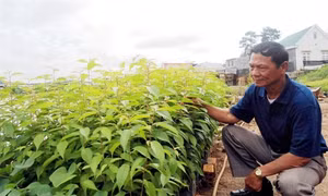 Xác định các loài sâu hại cây lâm nghiệp