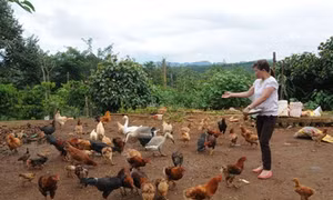 Hiệu quả từ mô hình nuôi gà thịt J-Dabaco tại Đắk Glong