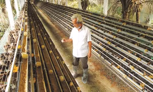 Kỹ thuật nuôi chim cút
