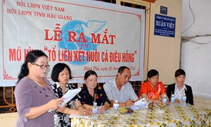 Mô hình tổ liên kết nuôi cá điêu hồng ở Phú Nhơn