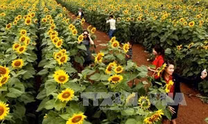 Cánh đồng hoa hướng dương ở Nghĩa Đàn (Nghệ An)