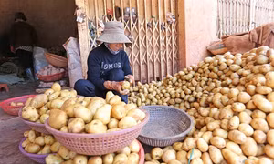 Cận cảnh quy trình “sơ chế” khoai tây Trung Quốc thành khoai tây Đà Lạt