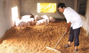 Sử dụng đệm lót sinh học trong chăn nuôi lợn