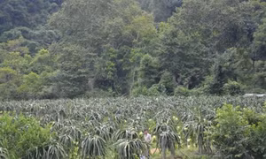 Tiềm năng và triển vọng cây thanh long ở Minh Thanh